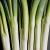 NEGI