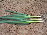 Darcy F1 Onion Seeds