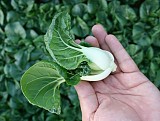 BV 158 F1 Pak Choi Seeds