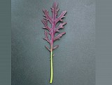 RUBY STREAK