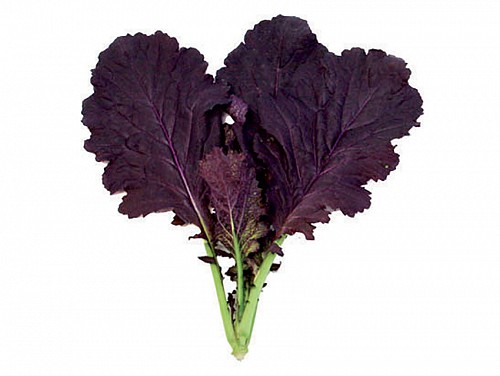 BABY LEAVES SEEDS - CRIMSON RED - 250GR seeds