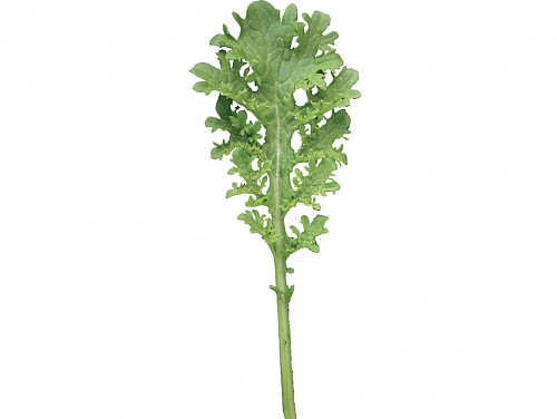 BABY LEAVES SEEDS - MUSTARD GOLDEN FRILL - 250GR seeds