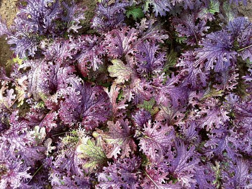 BABY LEAVES SEEDS - SCARLETT FRILL - 250GR seeds