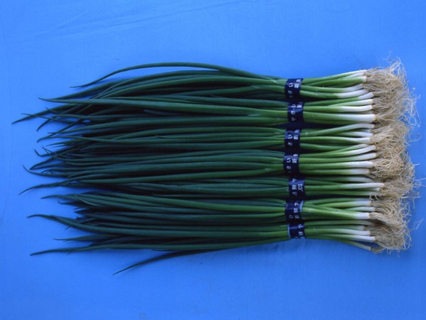 TSX 519 F1 Onion Seeds