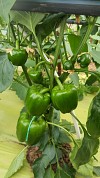 Felicita F1 Pepper Seeds 1000 seeds