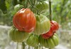 Gigawak F1 Tomato Seeds Marmande