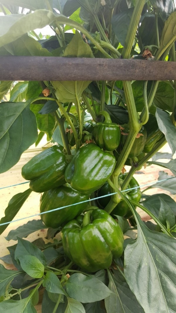 Felicita F1 Pepper Seeds 1000 seeds