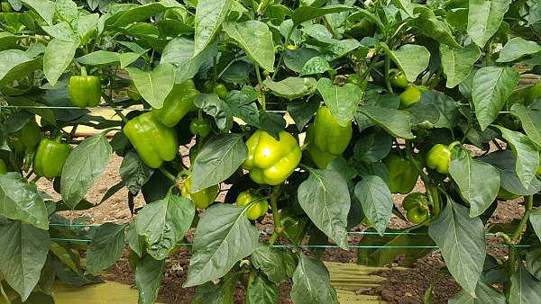 Dilber F1 Pepper Seeds 1000 seeds