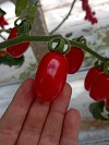Nettarino F1 Tomato Seeds Plum