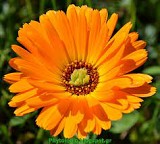 Pot Marigold