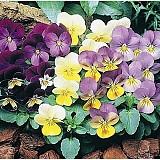 Viola Sorbet Mix F1