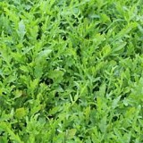 Apollo F1 Rukola Seeds 100gr