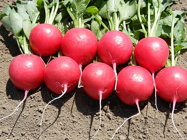 Melito F1 Radish Seeds