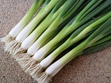 Racer Onion Seeds 100.000 seeds