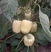 Blancina Pepper Seeds Blocky Creamy