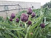 Opal F1 Artichoke Seeds