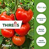 Thireos F1 Tomato Seeds Beef