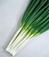 Jedi F1 Onion Seeds