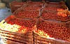 Nysiros Tomato Seeds Specialties