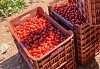 Nysiros Tomato Seeds Specialties
