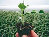 DG01 F1 Rootstock Seeds