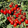 Nysiros Tomato Seeds Specialties