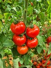 Thireos F1 Tomato Seeds Beef