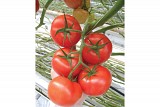 Climstar Tomato Seeds Beef