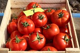 Elpida Tomato Seeds Beef
