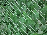 Oceano F1 Rootstock Seeds