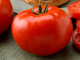 Big Beef Plus F1 Tomato Seeds 1000 seeds