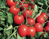 Tombolino Tomato Seeds Specialties