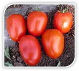 Galilea F1 Tomato Seeds Plum