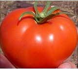 Rikardo F1 Tomato Seeds 1000 seeds
