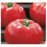 Agilis F1 Tomato Seeds 1000 seeds