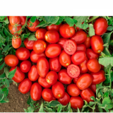 Kero Tomato Seeds Plum Pills