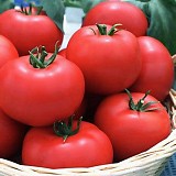 Leonora F1 Tomato Seeds Beef