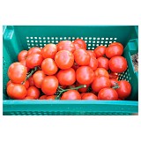 Logure Tomato Seeds Beef