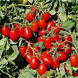 Nysiros Tomato Seeds Specialties