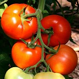 Rally F1 Tomato Seeds Beef