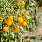 Saian Tomato Seeds Specialties