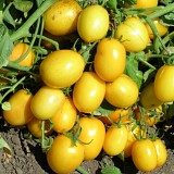 Yellow River F1 Tomato Seeds Plum