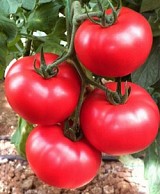Cemilia Tomato Seeds Beef