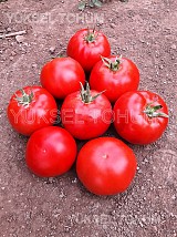 Ekin Tomato Seeds Beef