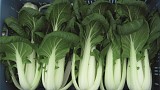 Bopak F1 Pac Choi Seeds
