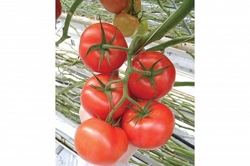 GREEN - Climstar Tomato Seeds Beef - 1000 seeds