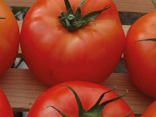 Behram Tomato Seeds Beef - 500 seeds