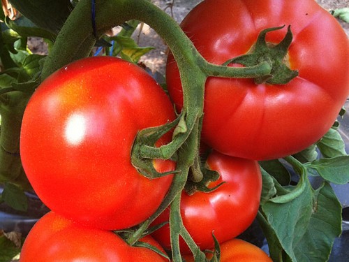 Bellfort Tomato Seeds Beef - 500 seeds