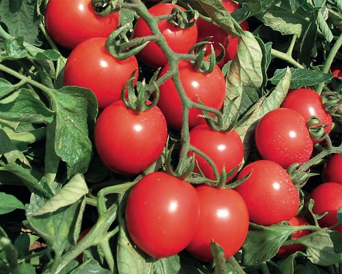 SPECIALTIES - Tombolino Tomato Seeds Specialties - 100 seeds