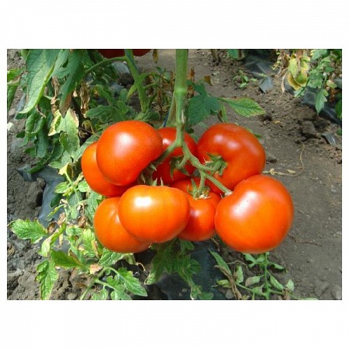 Belfast Tomato Seeds Beef - 1000 seeds